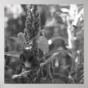 Morning Glories Weeds Flower Black White Print
