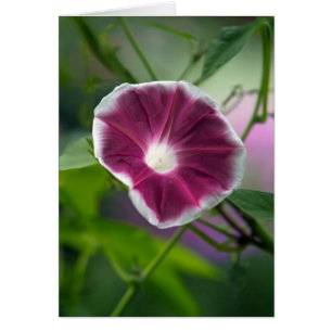Morning Glory