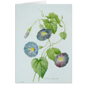 Morning Glory