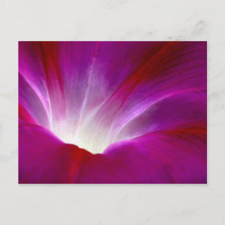 Morning Glory (2) Postcard