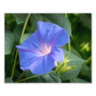 Morning Glory and Bud in Lush Foliage Photo Print