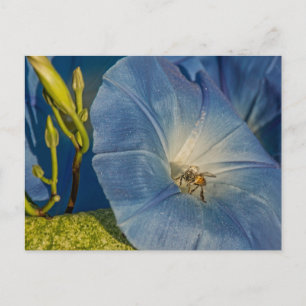Morning Glory And Honeybee Cards