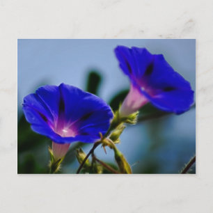 Morning Glory and meaning Postcard