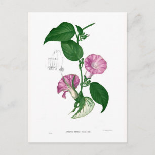 Morning glory (Argyreia sp) Postcard