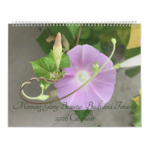 Morning Glory Beauty:  Buds and Tendrils 2026