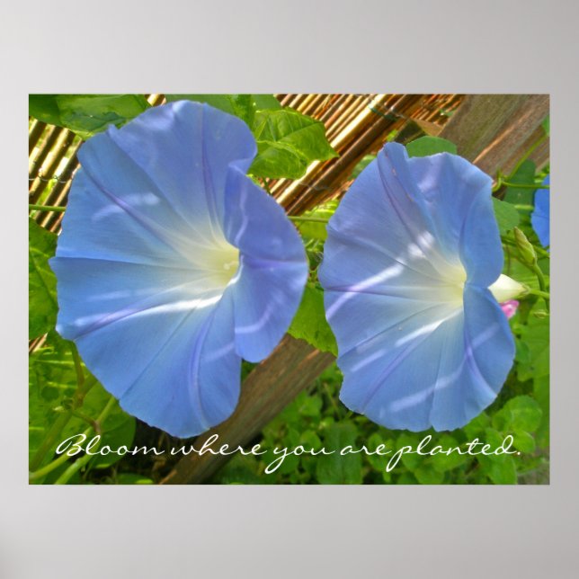 Morning Glory Bloom where you are planted Poster (Front)