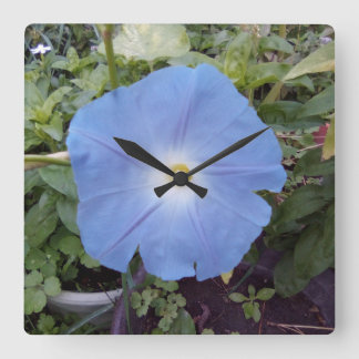 Morning glory, blue clock