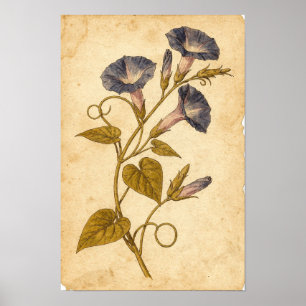 Morning Glory Botanical Study on Ivory Poster