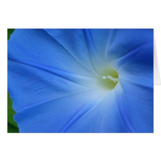 Morning glory card