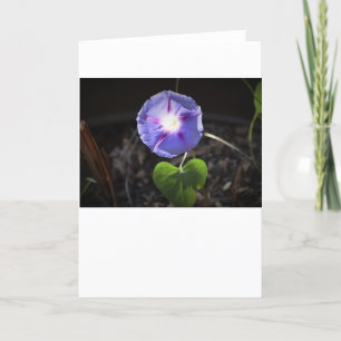 Morning Glory, card