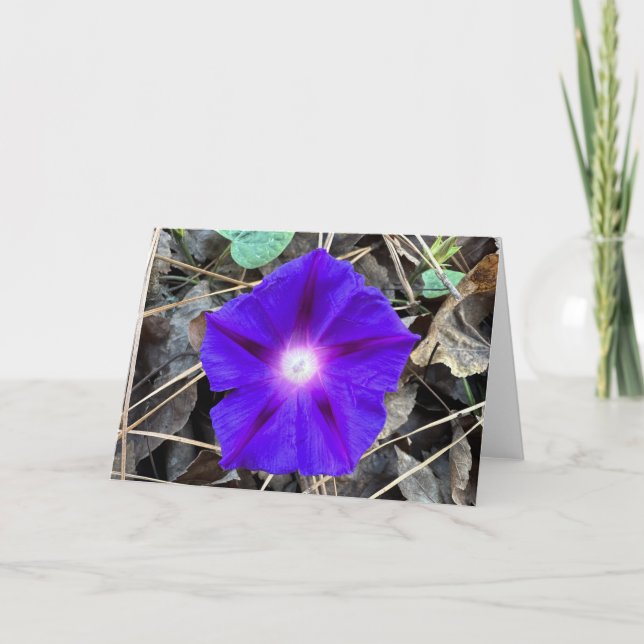 Morning Glory, Card (Front)
