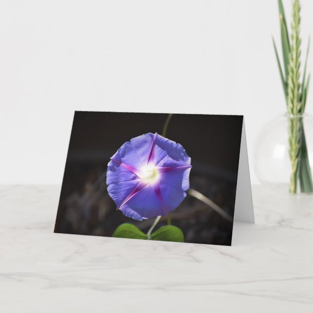 Morning Glory, card (Front)
