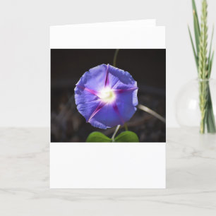 Morning Glory, card