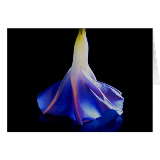 Morning Glory Flower 2 (Front Horizontal)