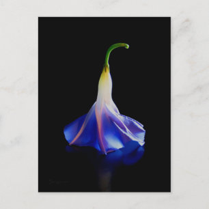Morning Glory Flower 2 Postcard
