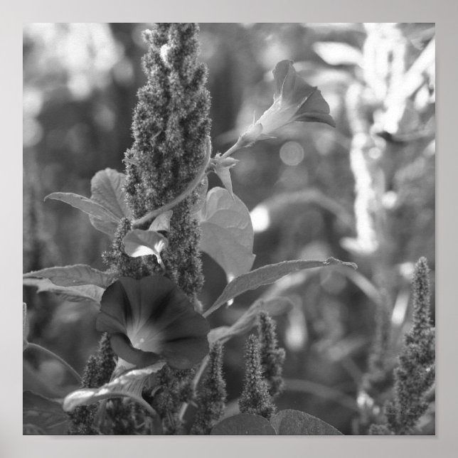 Morning Glory Flower And Weeds Black And White  Poster (Front)