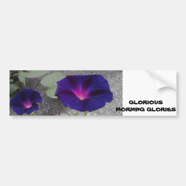 Morning Glory Flower Bumper Sticker (Front)