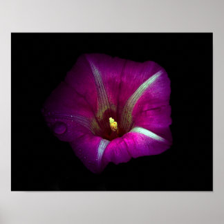 Morning Glory Flower Poster