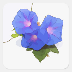 Morning Glory flower Square Sticker