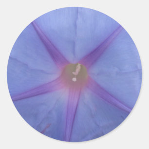 Morning Glory Flower Stickers