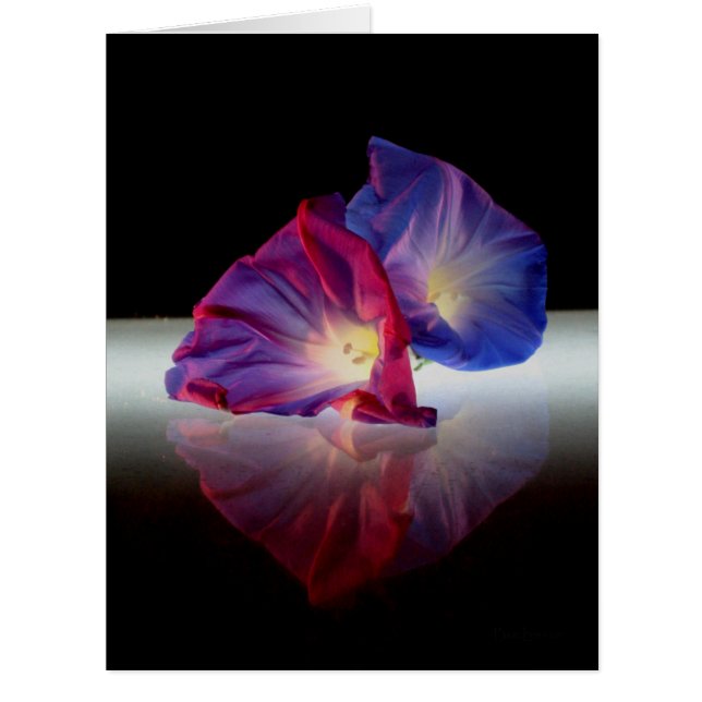 MORNING GLORY FLOWERS (Front)