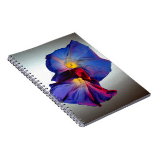 Morning Glory Flowers 3 Notebook