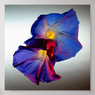 Morning Glory Flowers 3 Poster