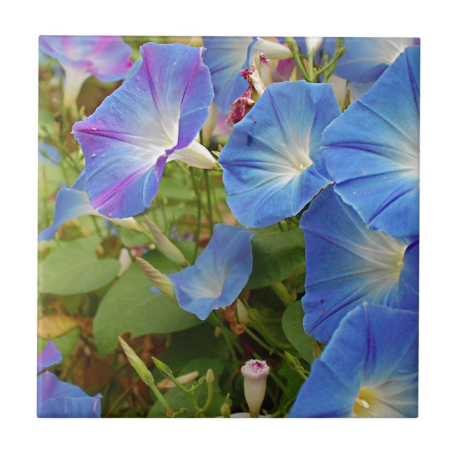 Morning Glory Flowers Ceramic Tile (Front)
