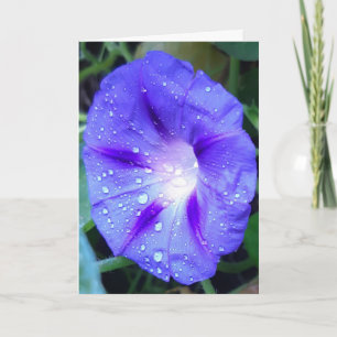 Morning Glory Flowers, Ipomoea with Raindrops Car Card