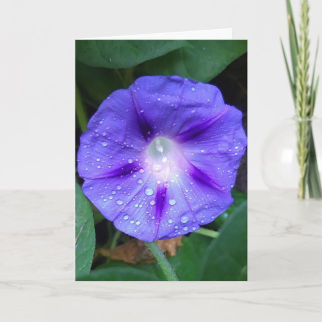 Morning Glory Flowers , Ipomoea with Raindrops Card (Front)