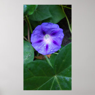 Morning Glory Flowers , Ipomoea with Raindrops Poster