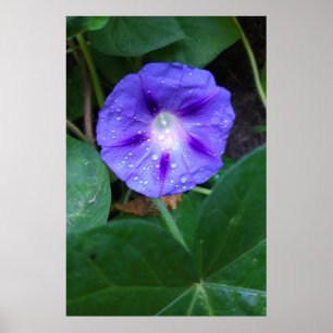 Morning Glory Flowers , Ipomoea with Raindrops Poster