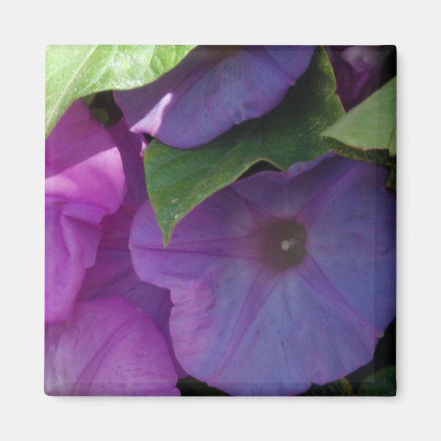 Morning Glory Flowers Magnet (Front)