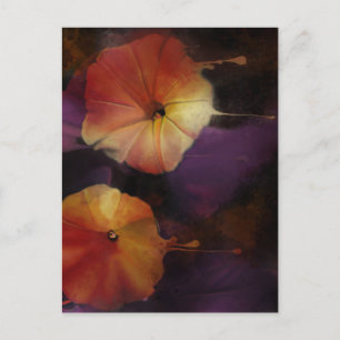 Morning Glory Flowers Postcard