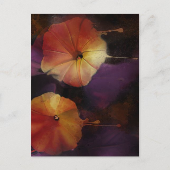 Morning Glory Flowers   Postcard (Front)