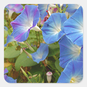 Morning Glory Flowers Square Sticker