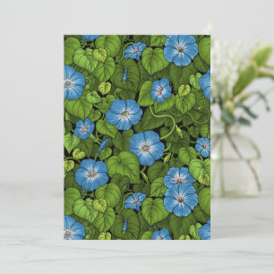 Morning glory in blue and green