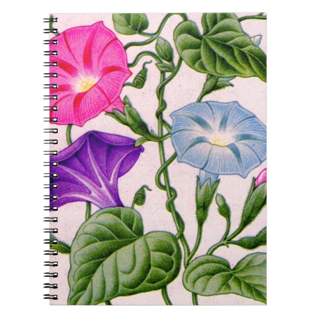 morning glory in blue and pink notebook (Front)