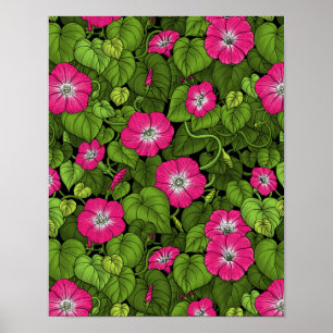 Morning glory in pink and green poster