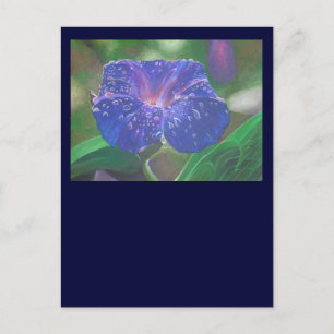 Morning Glory (Ipomoea Purpurea) Petals and Dew Dr Postcard