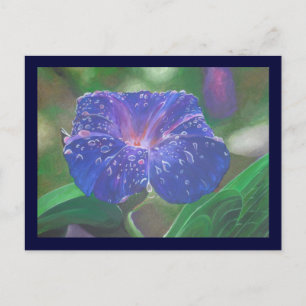 Morning Glory (Ipomoea Purpurea) Petals and Dew Dr Postcard
