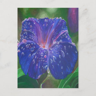 Morning Glory (Ipomoea Purpurea) Petals and Dew Dr Postcard