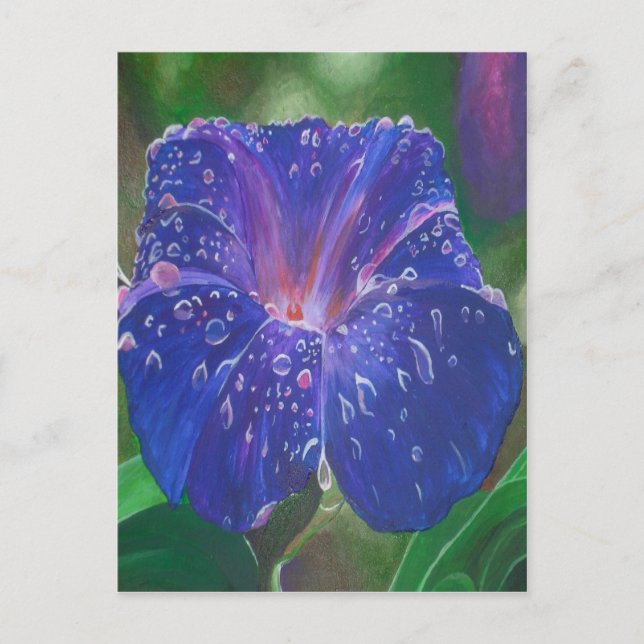 Morning Glory (Ipomoea Purpurea) Petals and Dew Dr Postcard (Front)