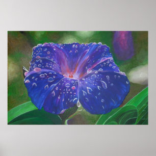 Morning Glory (Ipomoea Purpurea) Petals and Dew Dr Poster