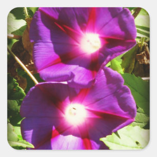 Morning Glory Macro Square Sticker