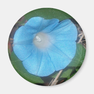 Morning Glory Magnet