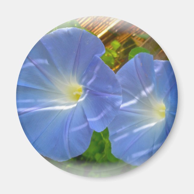 Morning Glory Magnet (Front)