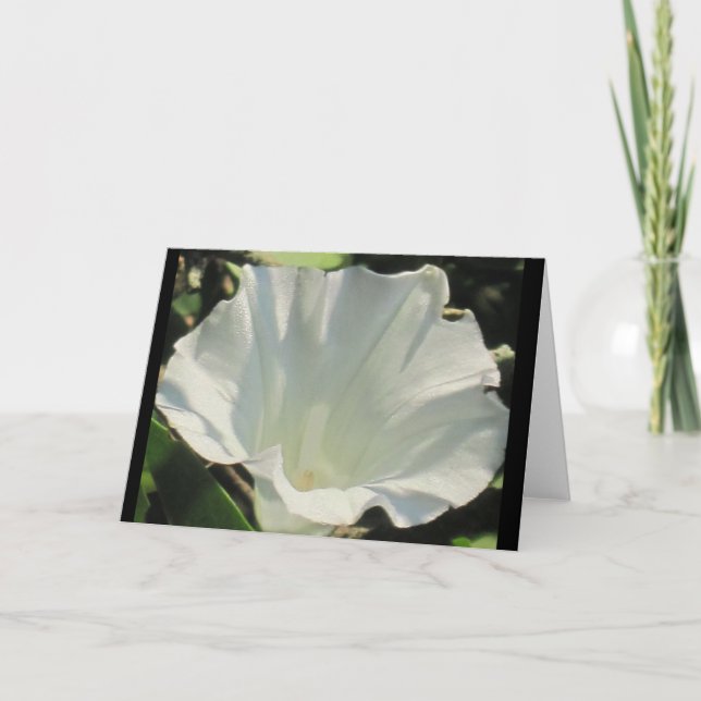 Morning Glory Note Card (Front)