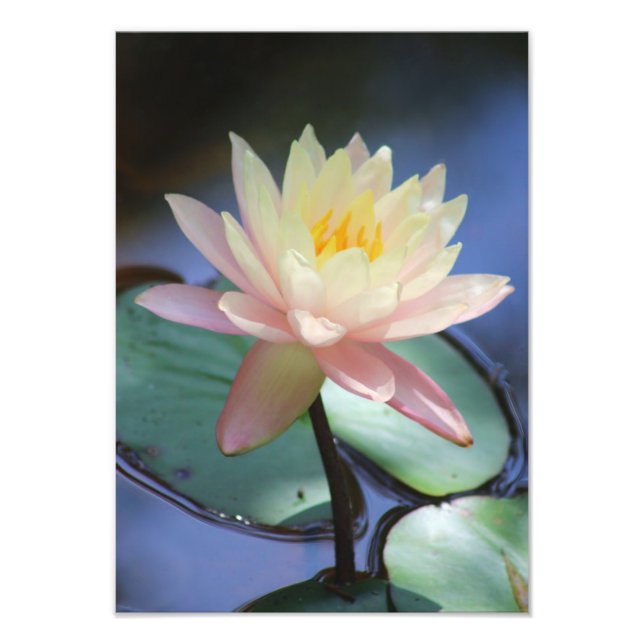 Morning Glory Photo Print (Front)