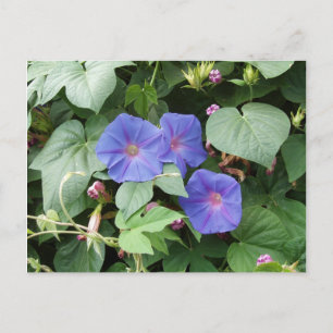 Morning Glory Postcard